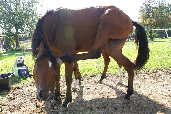 meine kleine pipsi :) DA Pamina - 