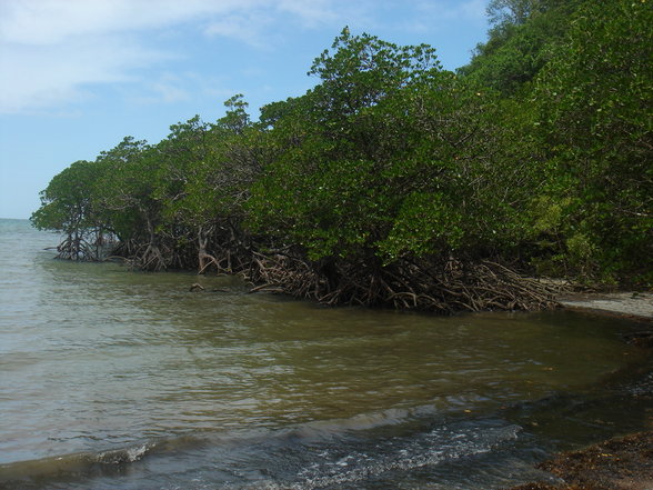 Magnetic Island-Cairns-Cape Tribulation - 