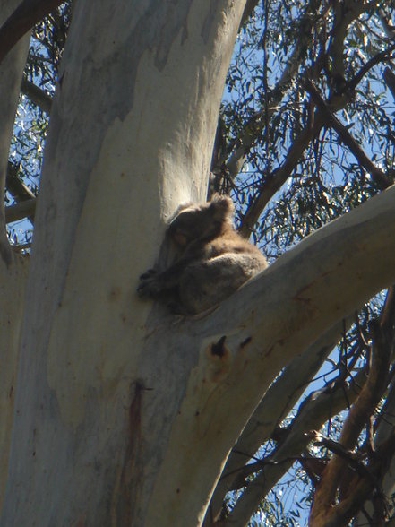 Great Ocean Road - 