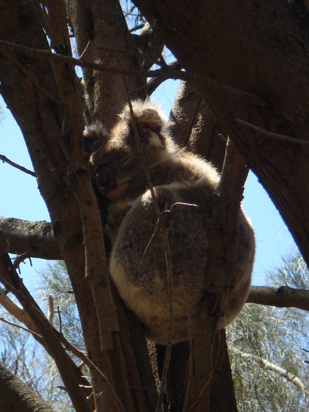 Great Ocean Road - 