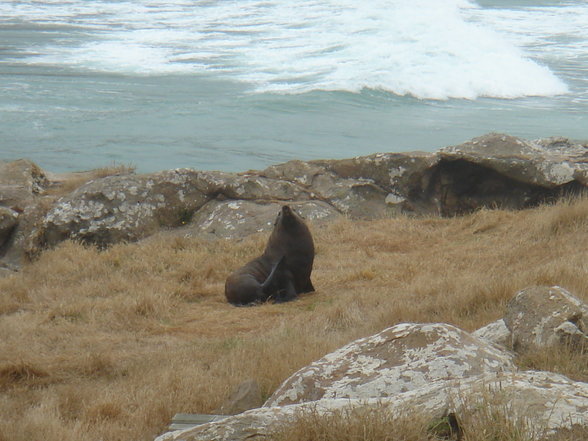 wildlife in Dunedin und Oamaru - 