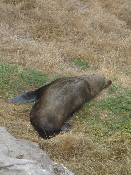 wildlife in Dunedin und Oamaru - 