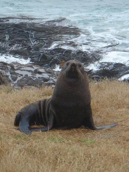 wildlife in Dunedin und Oamaru - 