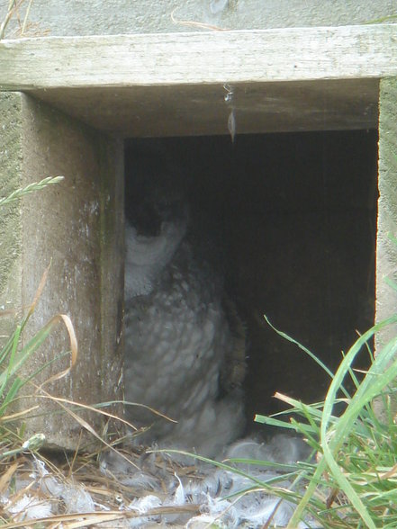 wildlife in Dunedin und Oamaru - 