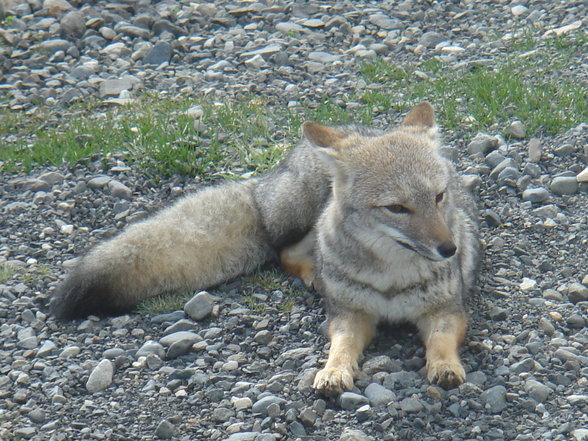 Patagonien - chilenischer Teil - 