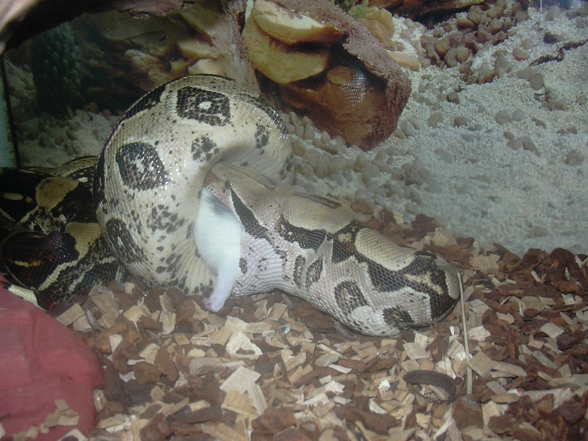 my snake - 