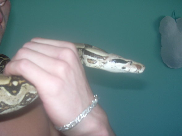 my snake - 