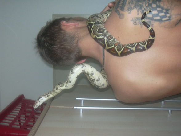 my snake - 