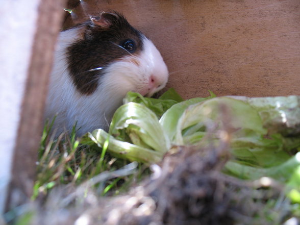 Mei Meerschweinchen - 