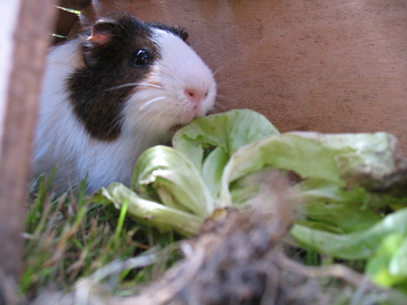 Mei Meerschweinchen - 