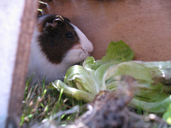 Mei Meerschweinchen - 