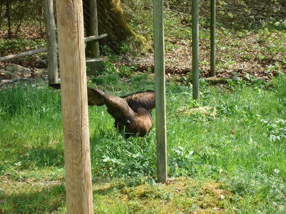 Wildpark Grünau - 