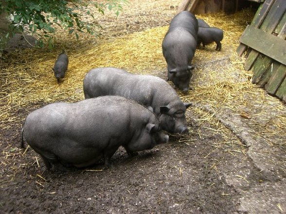 Tierpark Wels - 