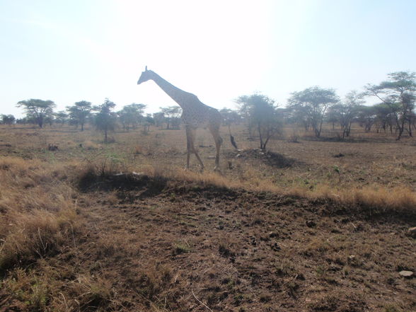 Tansania/Sansibar - 