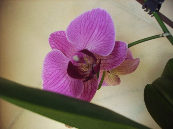 Orchideen - 