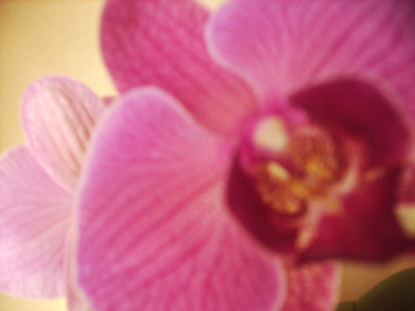 Orchideen - 