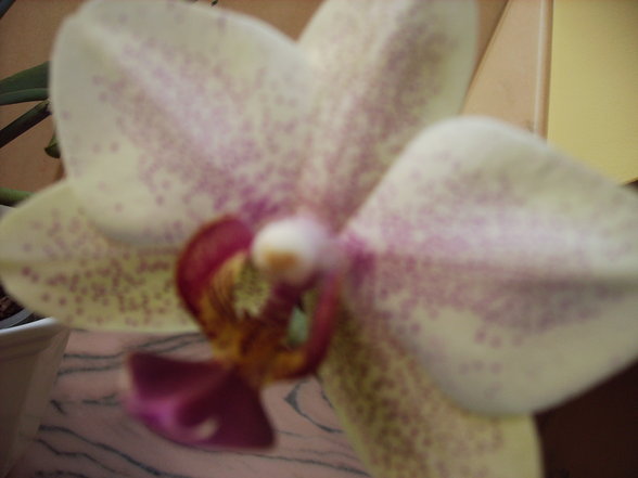 Orchideen - 