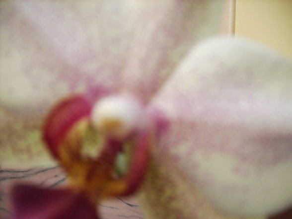 Orchideen - 