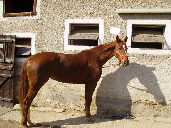 reiten - 