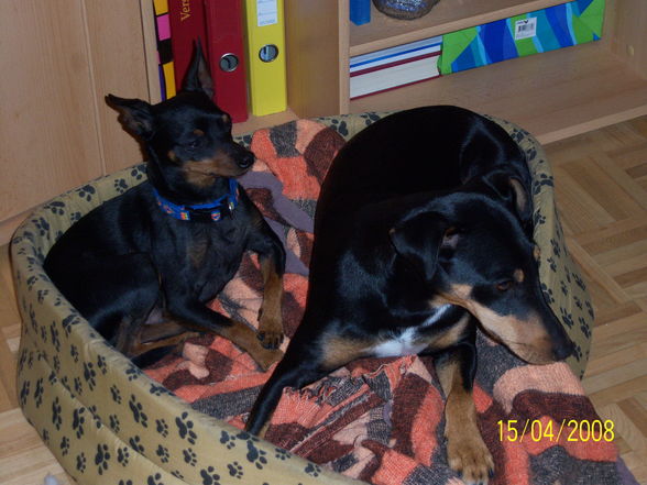 Unsre Hunde Kyra und Bonsai - 