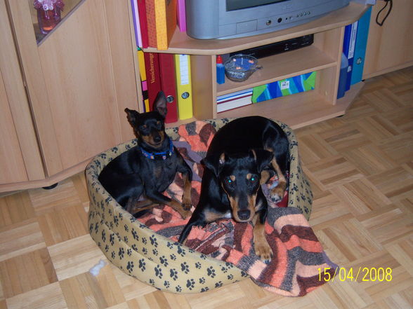 Unsre Hunde Kyra und Bonsai - 