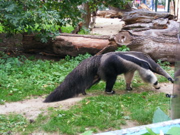 schönbrunn 2008 - 