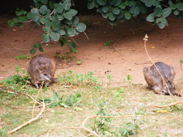 schönbrunn 2008 - 