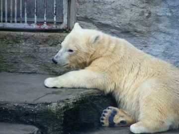 schönbrunn 2008 - 