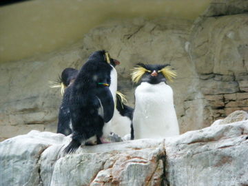 schönbrunn 2008 - 