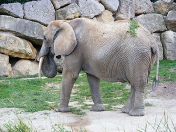 schönbrunn 2008 - 