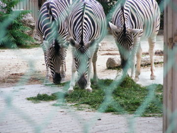 schönbrunn 2008 - 