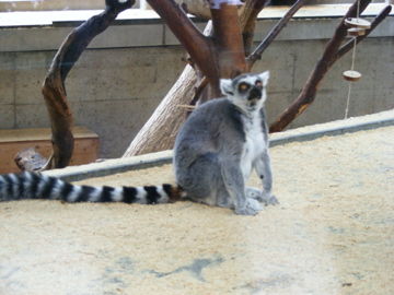 schönbrunn 2008 - 