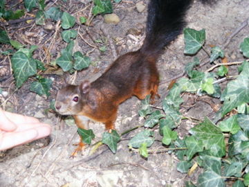 schönbrunn 2008 - 