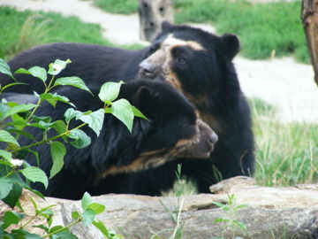 schönbrunn 2008 - 