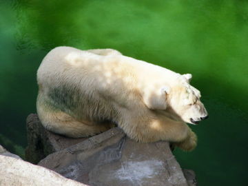 schönbrunn 2008 - 