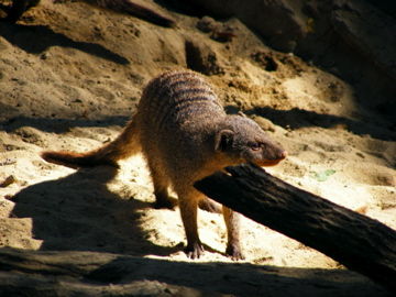 schönbrunn 2008 - 