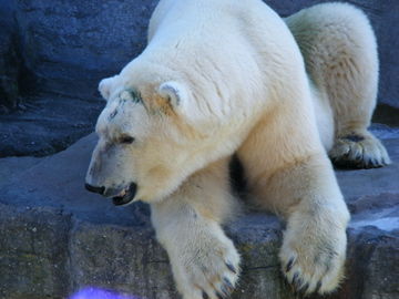 schönbrunn 2008 - 