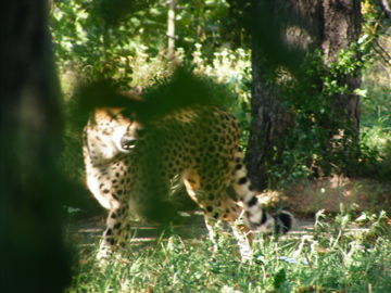 schönbrunn 2008 - 