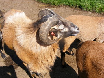 Tierpark Hochkräut - 