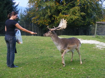 Tierpark Hochkräut - 