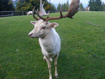 Tierpark Hochkräut - 