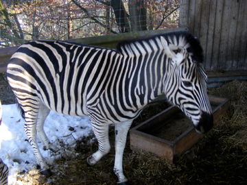 Tierpark Altenfelden 2010 - 