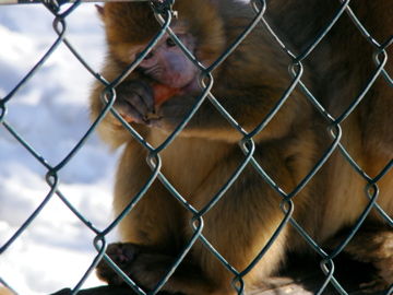 Tierpark Altenfelden 2010 - 