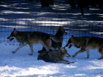 Tierpark Altenfelden 2010 - 