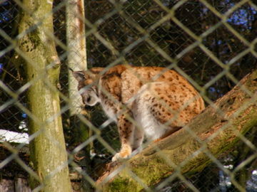 Tierpark Altenfelden 2010 - 