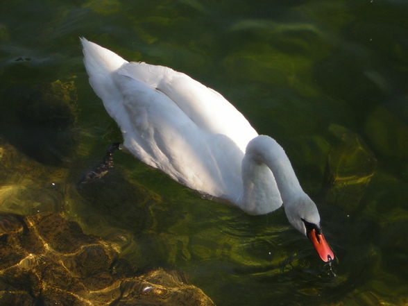 Im Salzkammergut - 