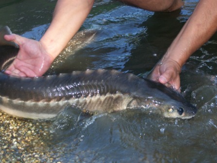 nochtfischen beim hofa am teich - 