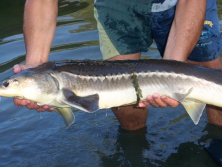 nochtfischen beim hofa am teich - 