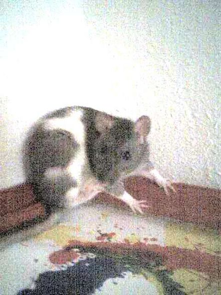 meine ratten =) - 