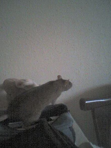 meine ratten =) - 